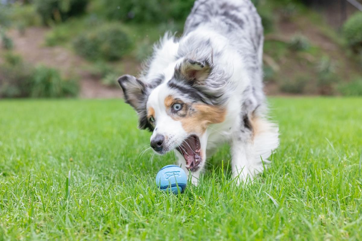 Chuckit! Sniff Fetch Jambon Kokulu Köpek Oyun Topu (Orta Boy)