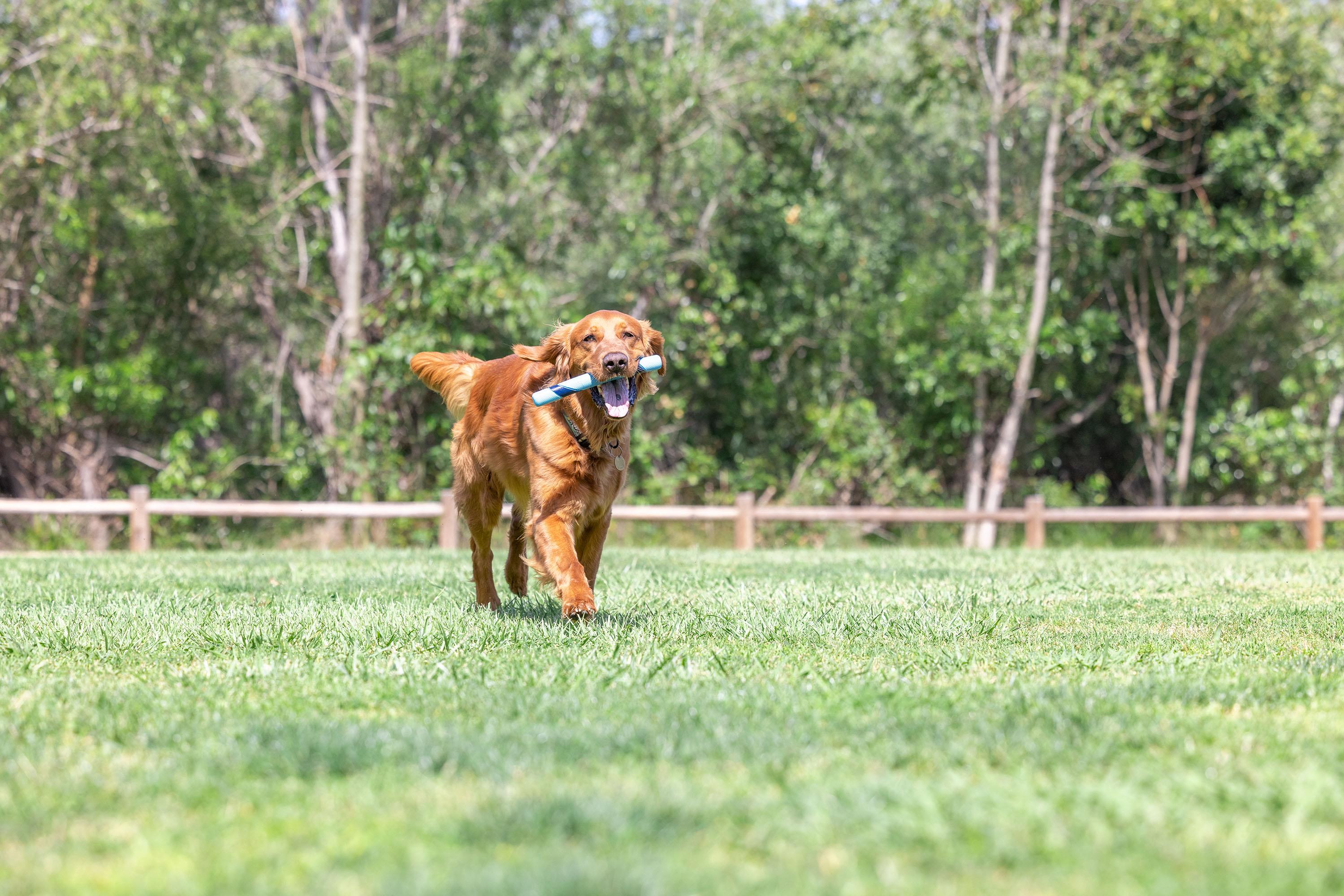 Chuckit! Sniff Fetch Stick Kokulu Köpek Oyuncağı (Jambon Aromalı)