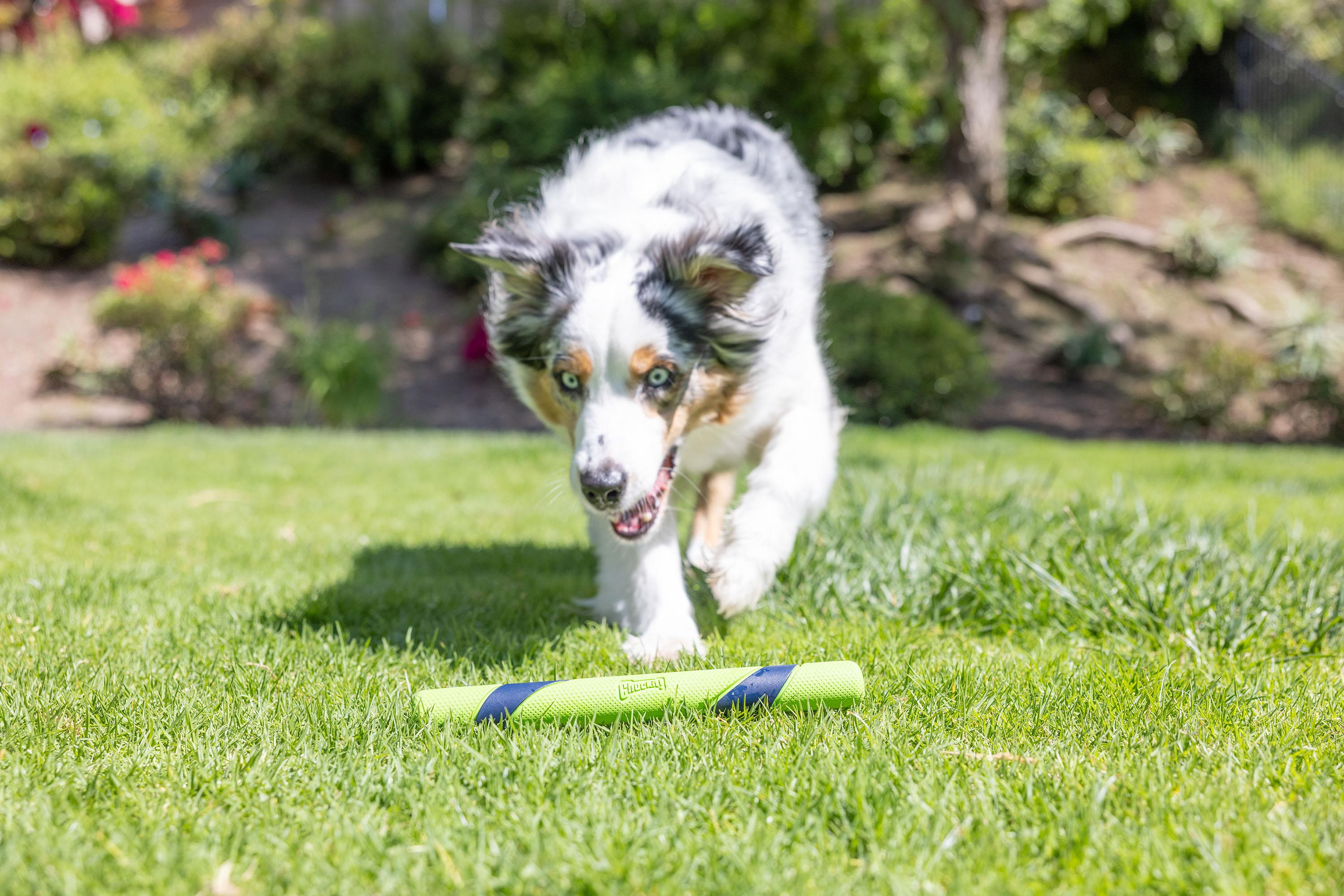 Chuckit! Sniff Fetch Stick Kokulu Köpek Oyuncağı (Fıstık Ezmesi Aromalı)