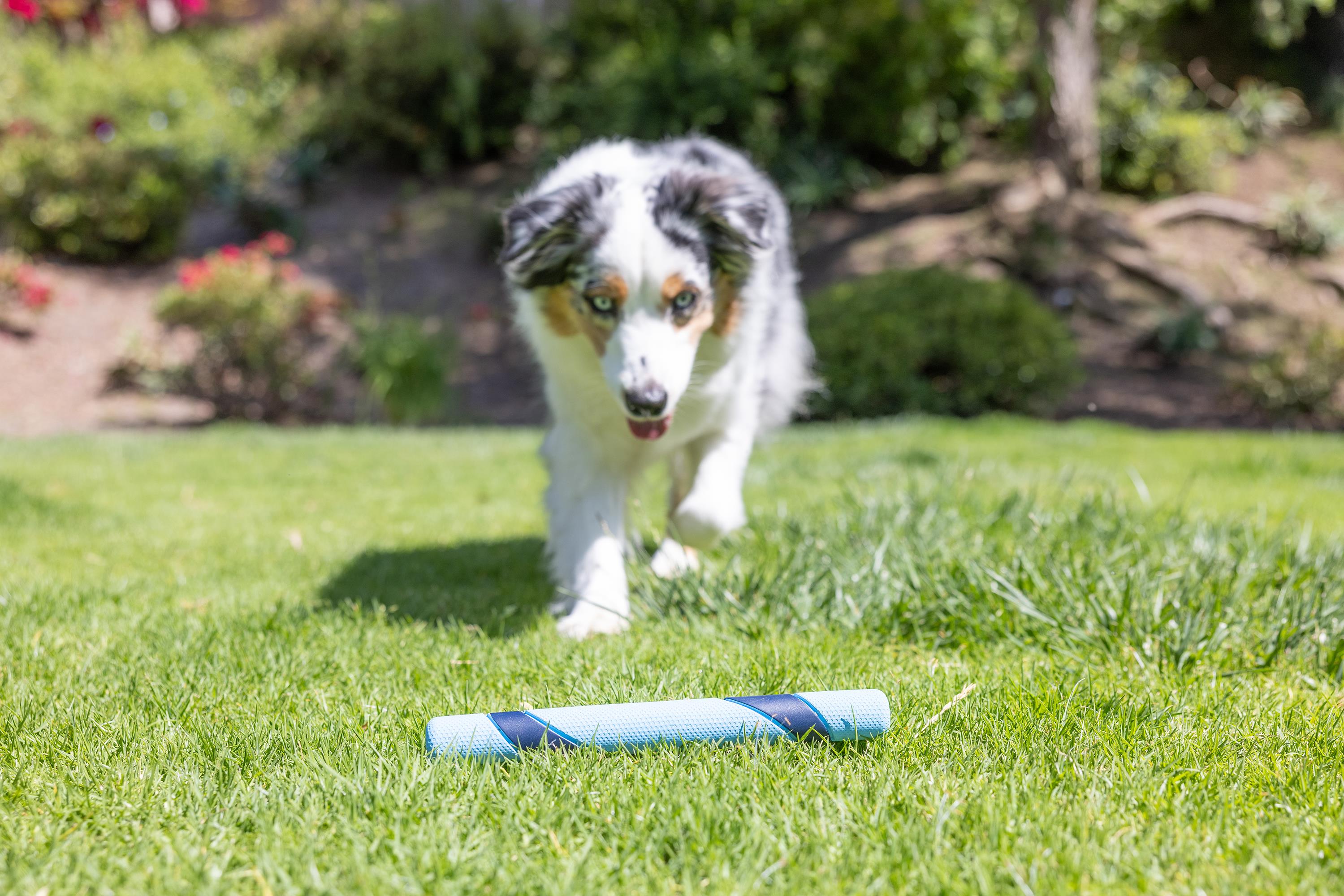 Chuckit! Sniff Fetch Stick Kokulu Köpek Oyuncağı (Jambon Aromalı)