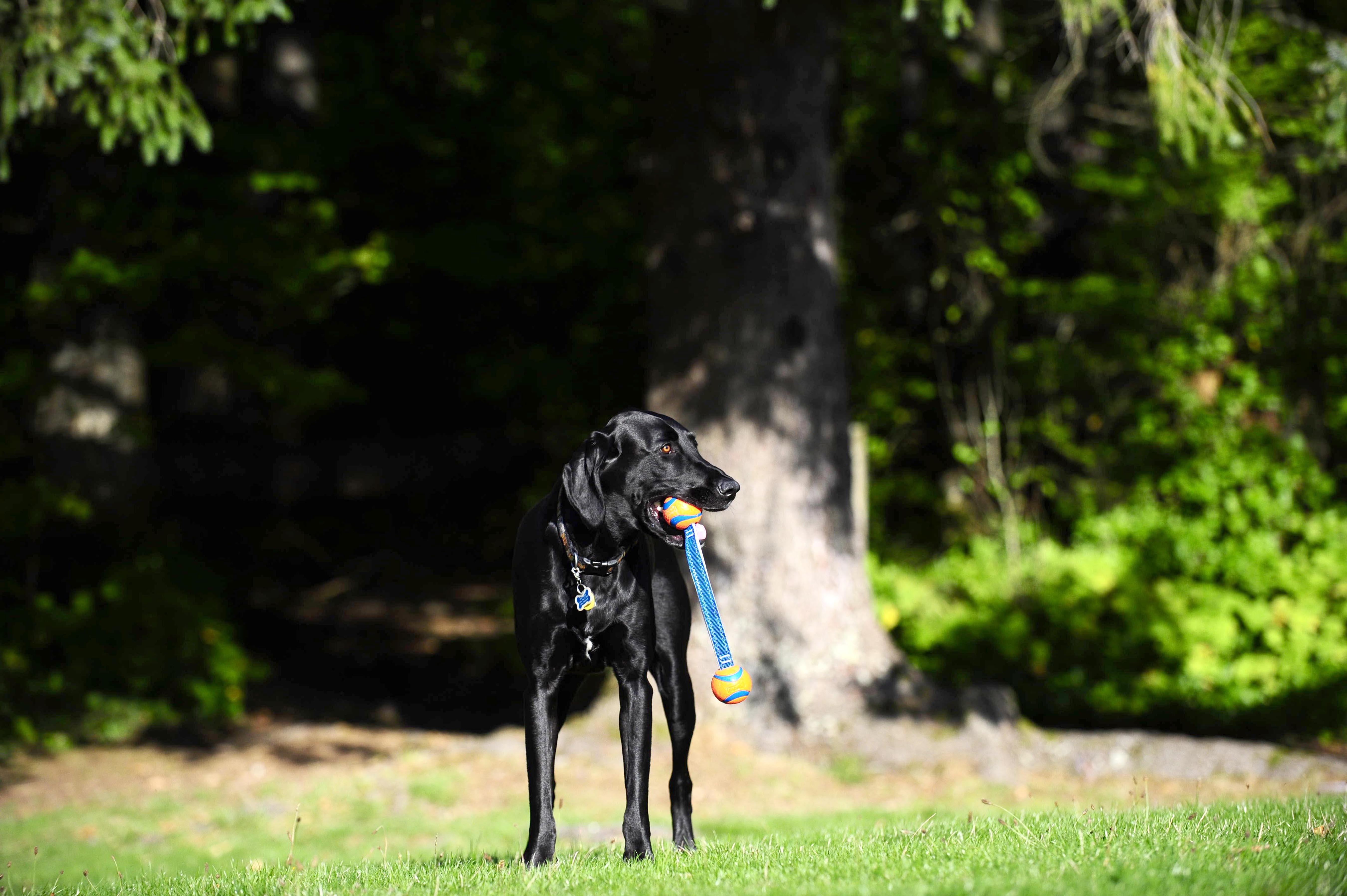 Chuckit! Ultra Duo Tug 2li Köpek Çekiştirme Topu (Orta Boy)