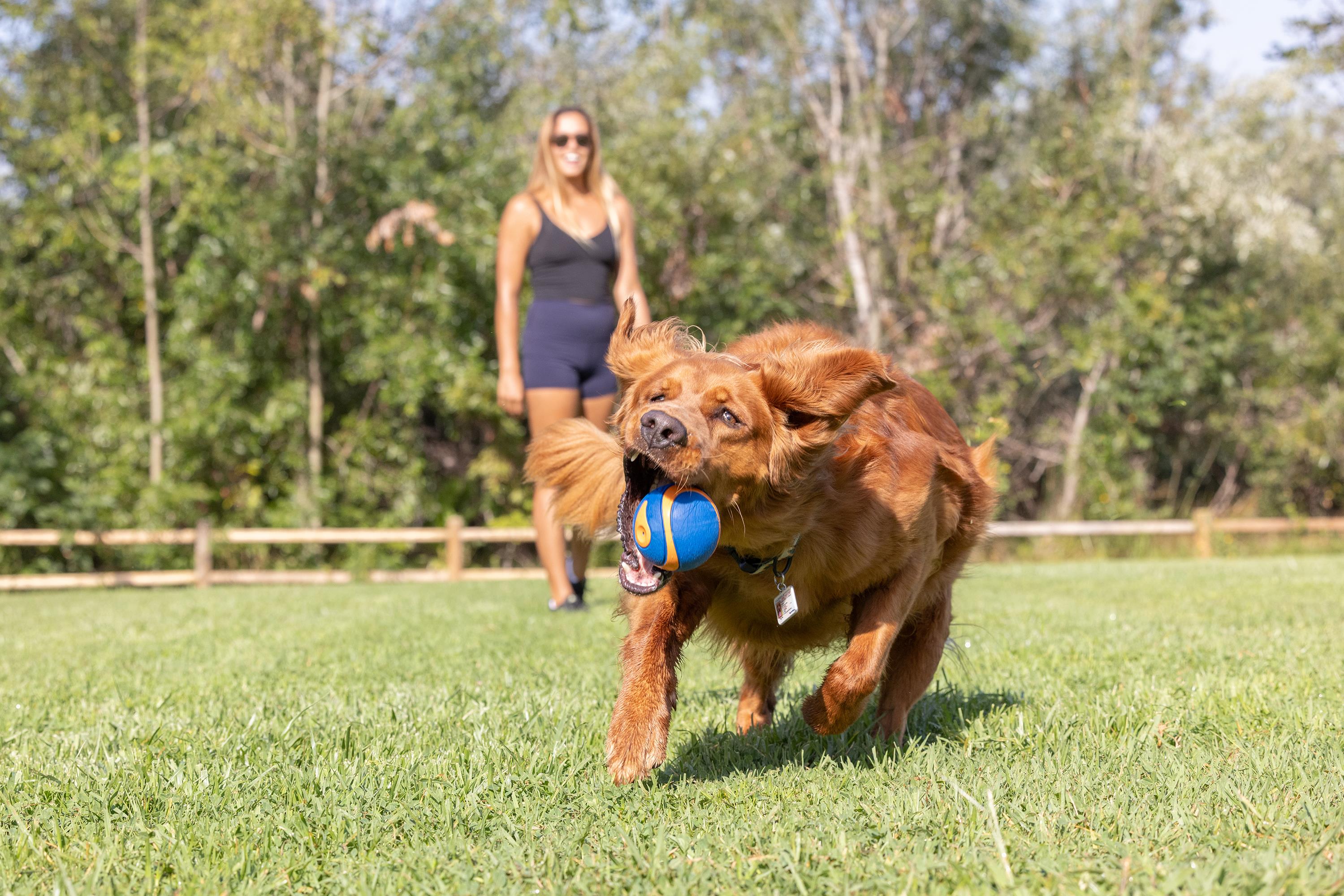 Chuckit! Ultra Squeaker Sesli Köpek Oyun Topu (XL Boy)