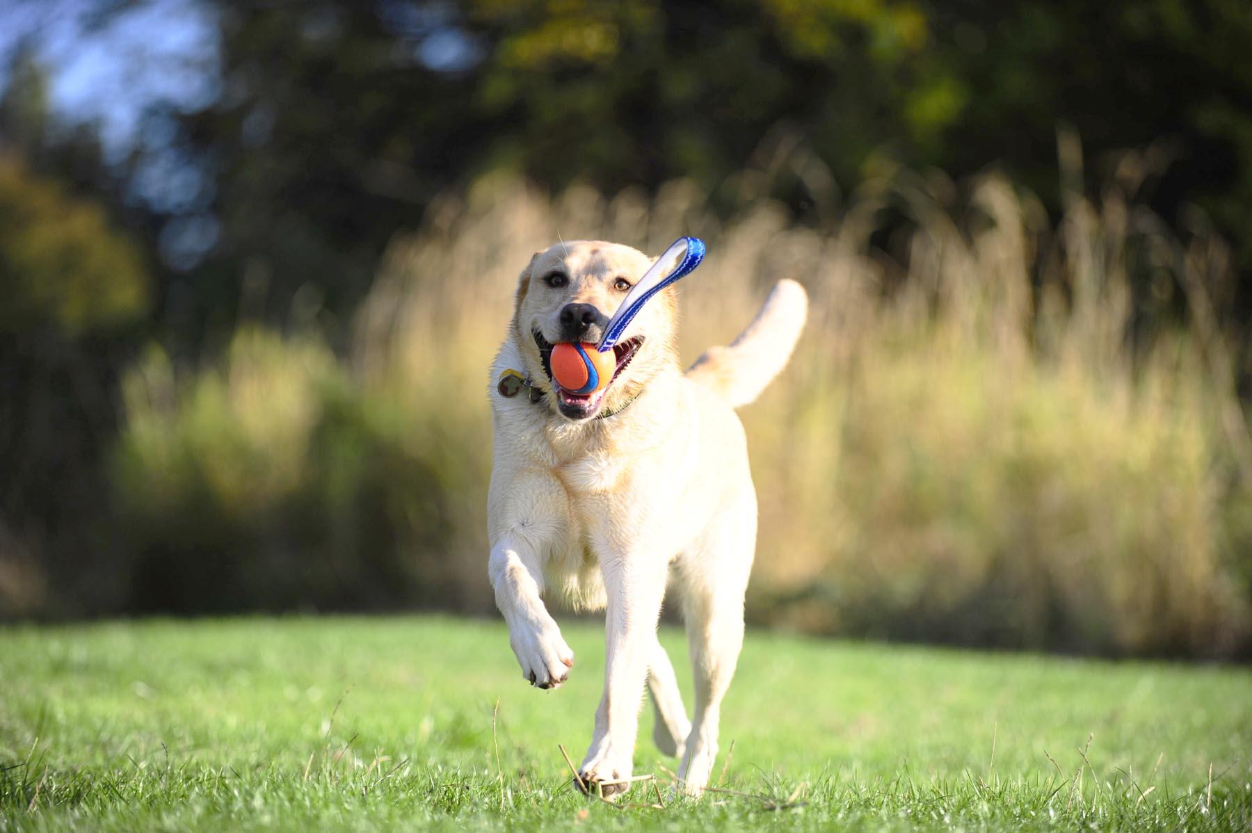 Chuckit! Ultra Tug Köpek Çekiştirme Topu (Büyük Boy)