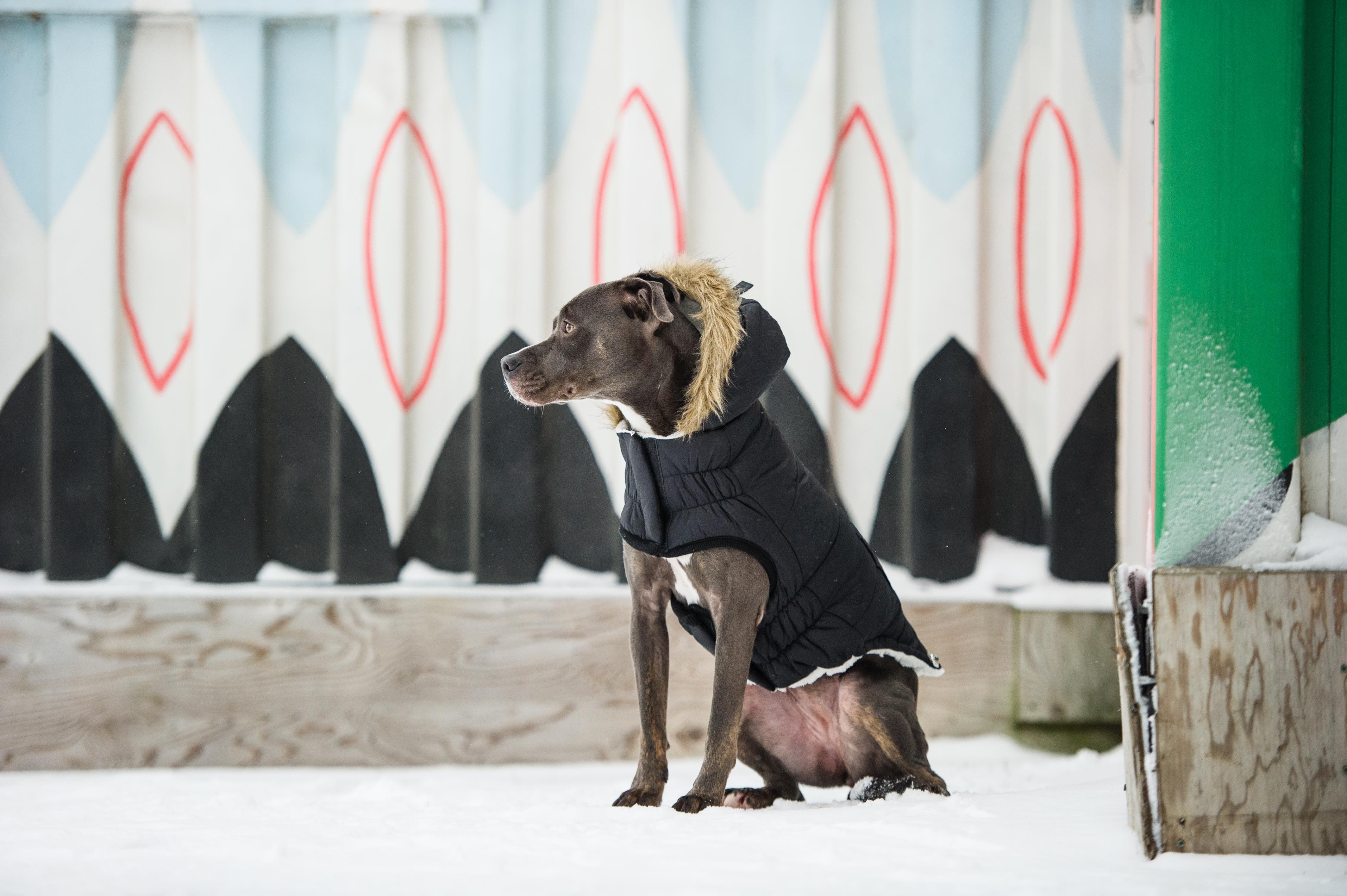 GF PET Urban Parka Köpek Montu - Siyah
