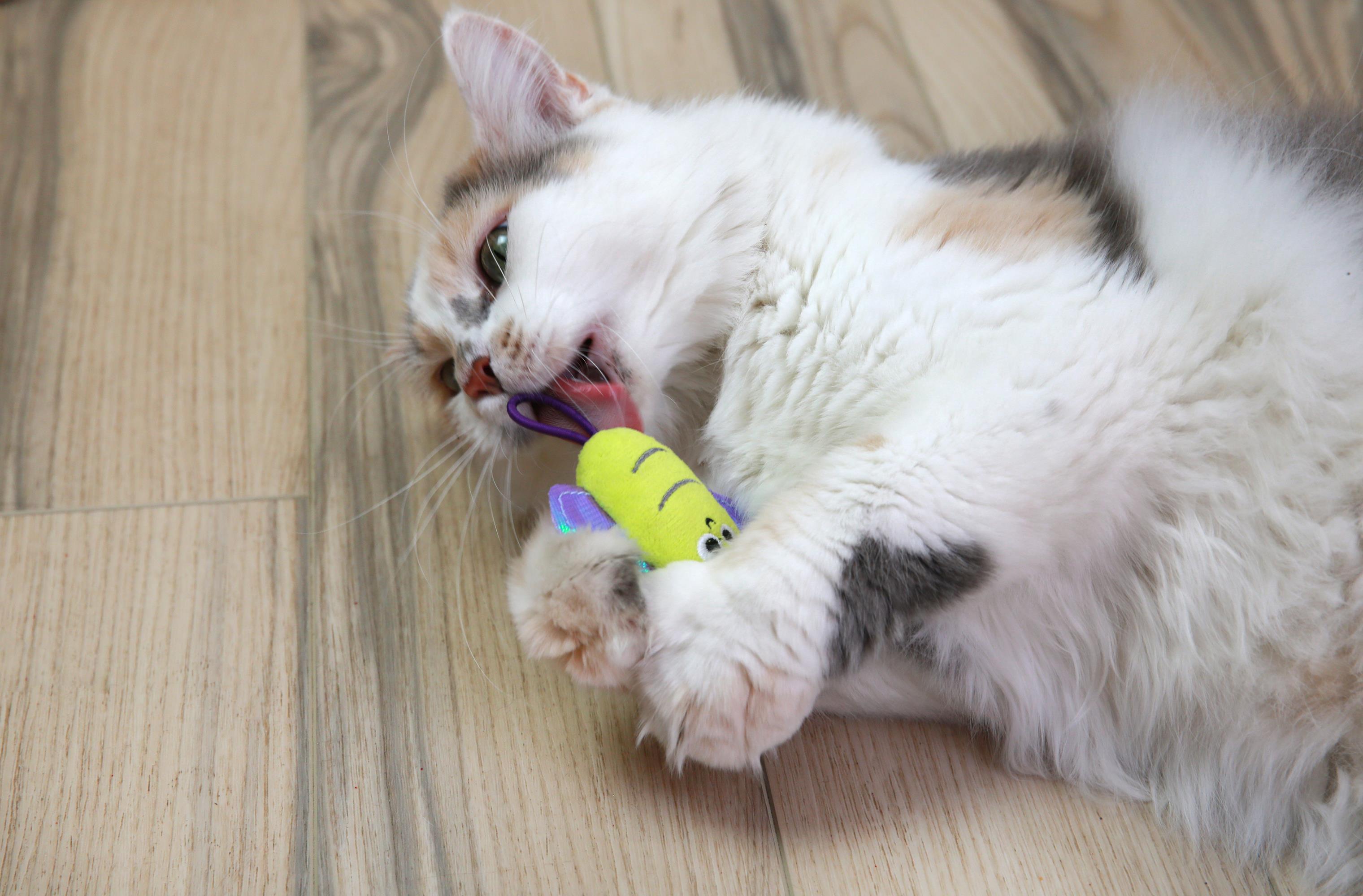 Mad Cat Slingshot Butterfly Matatabili Kedi Oyuncağı