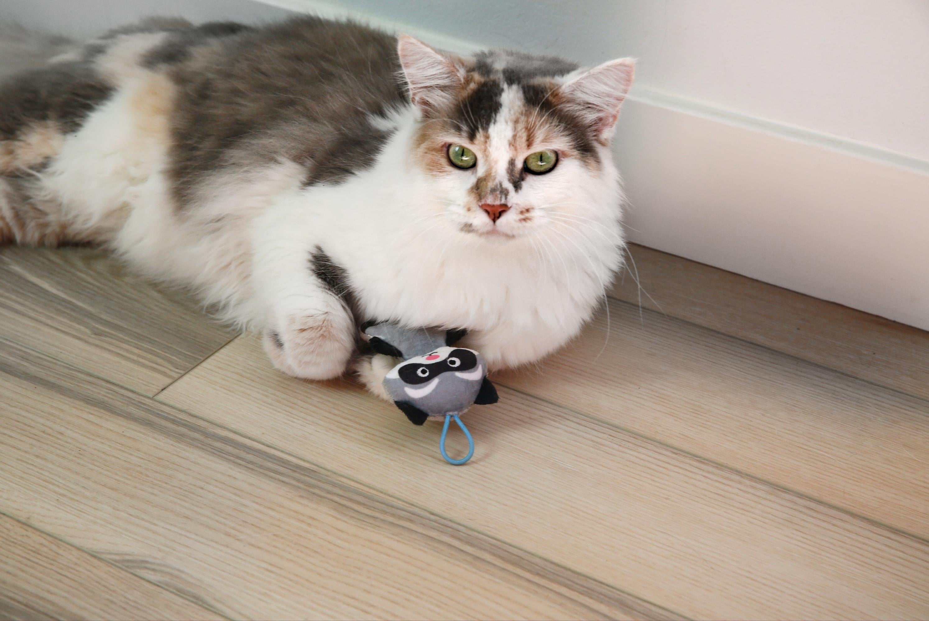 Mad Cat Slingshot Raccoon Matatabili Kedi Oyuncağı