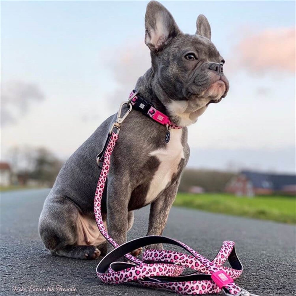 Max & Molly Leopard Pink Köpek Gezdirme Kayışı