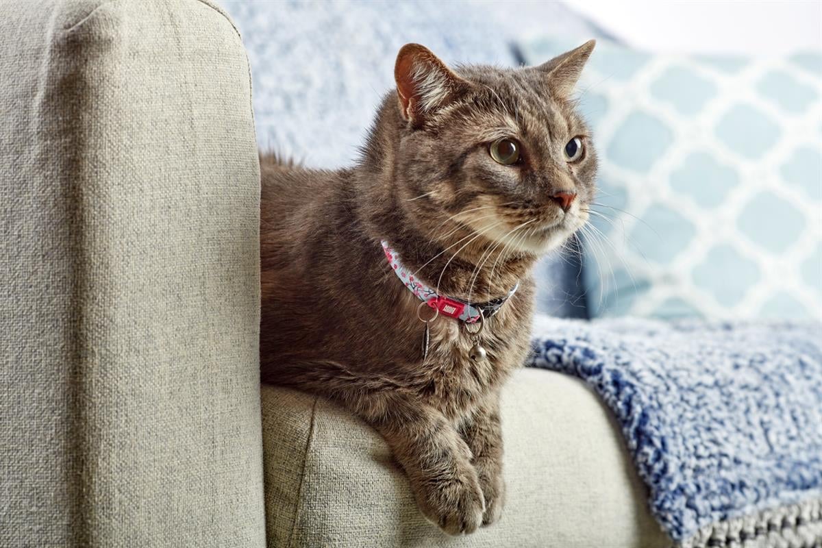 Max & Molly Cherry Bloom Smart ID Kedi Boyun Tasması