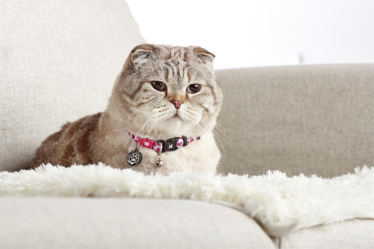 Max & Molly Strawberry Dream Smart ID Kedi Boyun Tasması