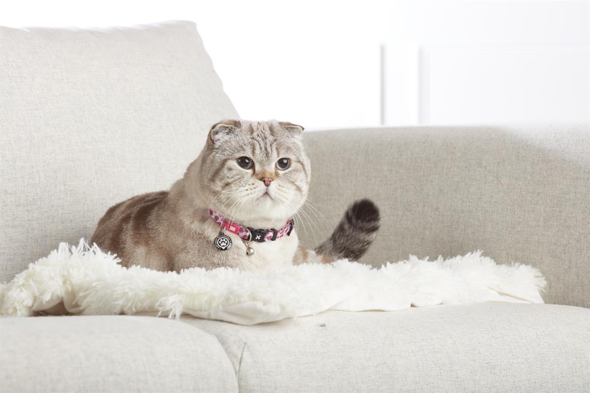 Max & Molly Strawberry Dream Smart ID Kedi Boyun Tasması