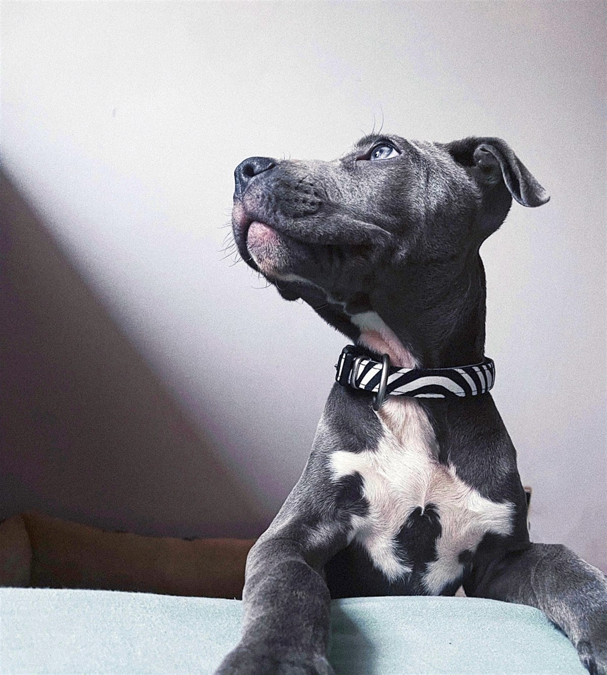 Max & Molly Zebra Smart ID Köpek Boyun Tasması