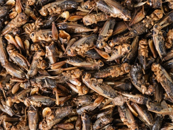 Tropical Crickets 250ml/25G