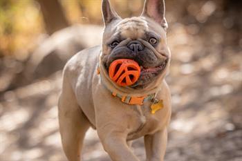 Chuckit! Air Fetch Ball Köpek Oyun Topu 2li Paket (Küçük Boy)