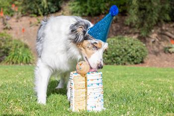 Chuckit! Birthday Fetch Ball Doğum Günü Temalı Köpek Oyun Topu (Orta Boy)
