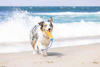 Chuckit! Bumper Suda Batmayan Köpek Oyuncağı (Küçük Boy)