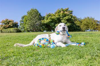 Chuckit! Eco Fetch Ball Doğa Dostu Köpek Oyun Topu (Orta Boy)