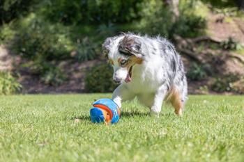 Chuckit! Giggle Kick Fetch Sesli Köpek Oyuncağı