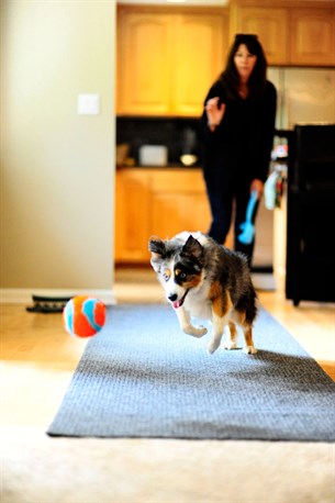 Chuckit! Indoor Ball Eve Özel Yumuşak Köpek Oyuncağı