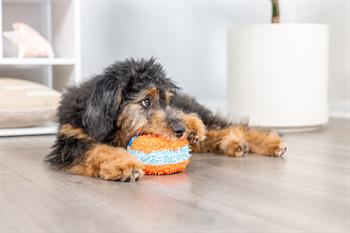 Chuckit! Indoor Roller Eve Özel Yumuşak Köpek Oyuncağı