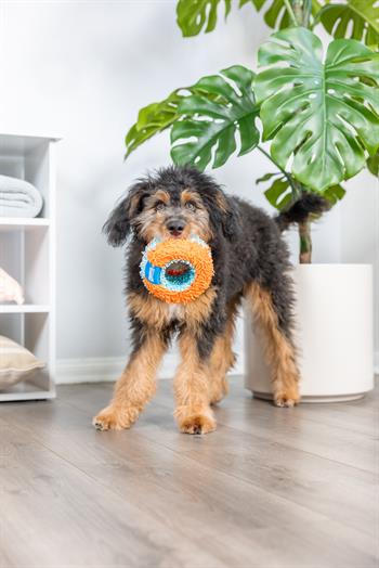 Chuckit! Indoor Roller Eve Özel Yumuşak Köpek Oyuncağı