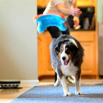 Chuckit! Indoor Squirrel Eve Özel Yumuşak Köpek Oyuncağı