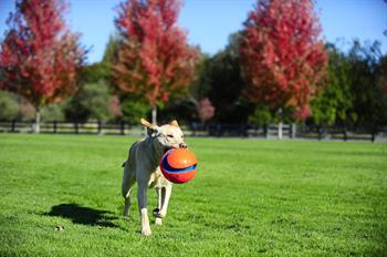 Chuckit! Kick Fetch Köpek Oyuncağı (Büyük Boy)
