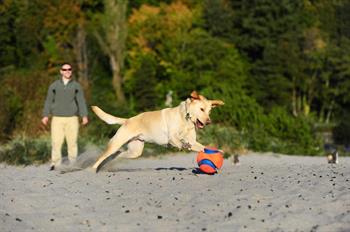 Chuckit! Kick Fetch Köpek Oyuncağı (Küçük Boy)