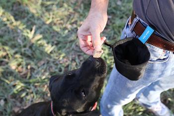 Chuckit! Köpek Ödül Taşıma Çantası