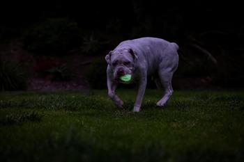 Chuckit! Max Glow Air Fetch Gece Parlayan Köpek Oyun Topu 2li Paket (Küçük Boy)