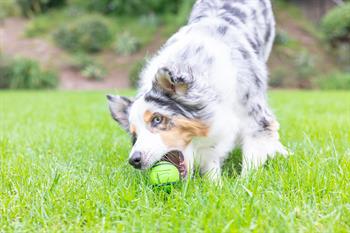 Chuckit! Sniff Fetch Fıstık Ezmesi Kokulu Köpek Oyun Topu (Orta Boy)