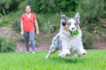 Chuckit! Sniff Fetch Fıstık Ezmesi Kokulu Köpek Oyun Topu (Orta Boy)