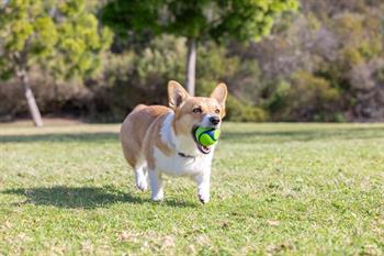 Chuckit! Sniff Fetch Kokulu Köpek Oyun Topu 4lü Kutulu Set (Orta Boy)