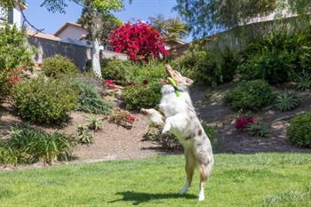 Chuckit! Sniff Fetch Stick Kokulu Köpek Oyuncağı (Fıstık Ezmesi Aromalı)