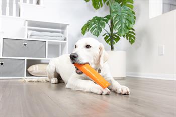 Chuckit! Super Crunch Stick Köpek Oyuncağı (Küçük Boy)