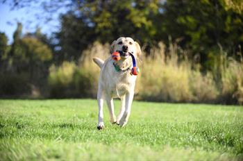 Chuckit! Ultra Duo Tug 2li Köpek Çekiştirme Topu (Küçük Boy)