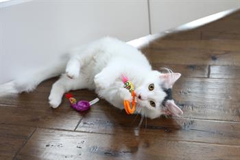 Fat Cat Springy Worms Kedi Otlu 2li Peluş Kedi Oyuncağı