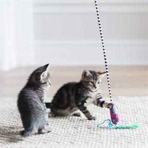 Fat Cat Worm Kedi Oltası