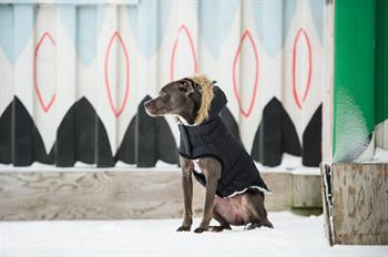 GF PET Urban Parka Köpek Montu - Siyah