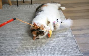 Mad Cat Hiss and Haunt Kedi Otlu ve Matatabili Oyuncaklı Kedi Oltası 