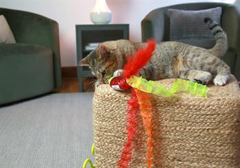 Mad Cat Nom Nom Kedi Otlu ve Matatabili Oyuncaklı Kedi Oltası 