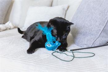 Mad Cat Sea Wand Kedi Otlu ve Matatabili Kedi Oltası