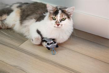 Mad Cat Slingshot Raccoon Matatabili Kedi Oyuncağı