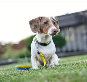 Max & Molly Matrix Yellow Köpek Gezdirme Kayışı