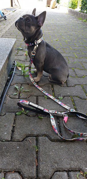 Max & Molly Missy Pop Köpek Gezdirme Kayışı