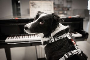 Max & Molly Piano Köpek Göğüs Tasması