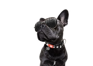 Max & Molly Piano Smart ID Köpek Boyun Tasması
