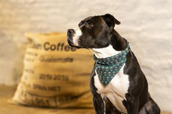 Max & Molly Coffee Break Bandana