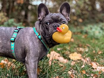 Max & Molly Ducklings Köpek Göğüs Tasması