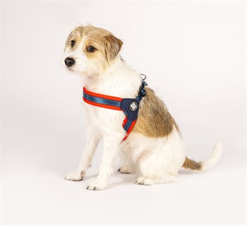 Max & Molly Matrix Red Q-Fit Köpek Göğüs Tasması