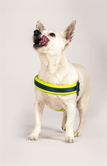 Max & Molly Matrix Yellow Q-Fit Köpek Göğüs Tasması